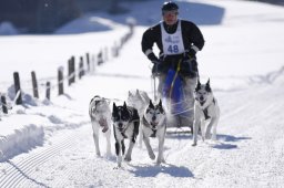 Lenk 2013